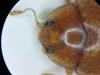 Rhyzobius litura